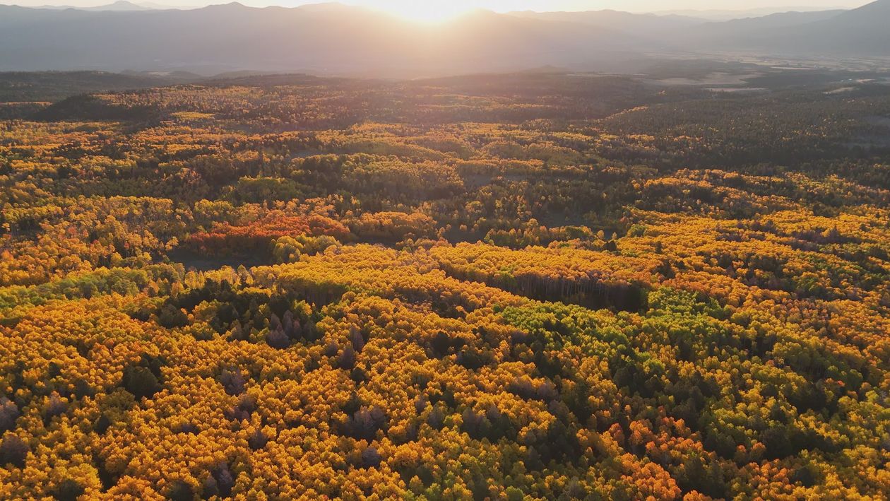 Aerial View of Vibrant Autumn Forest at Sunrise Free Stock Video ...