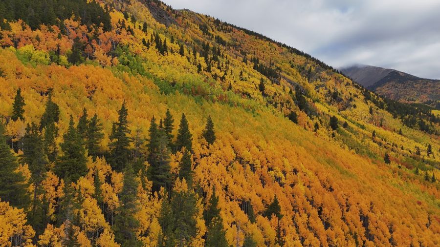 Aspen (Colorado)