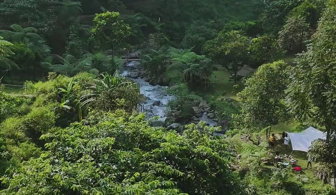 Flora Ria Video stok gratis tentang aktivitas di luar ruangan, alam, alam liar ...