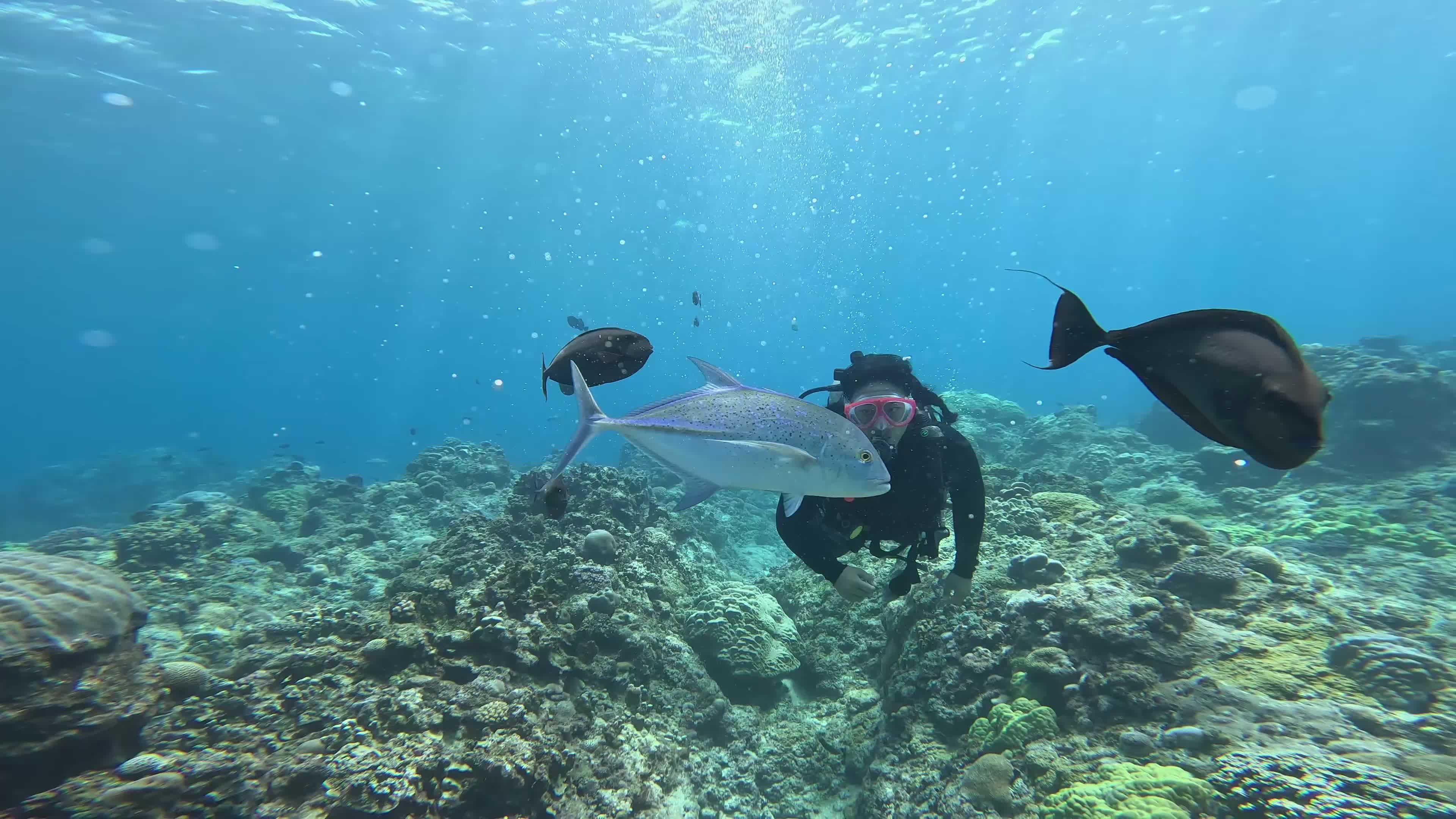 Scuba Diver Exploring Vibrant Coral Reef Free Stock Video Footage ...