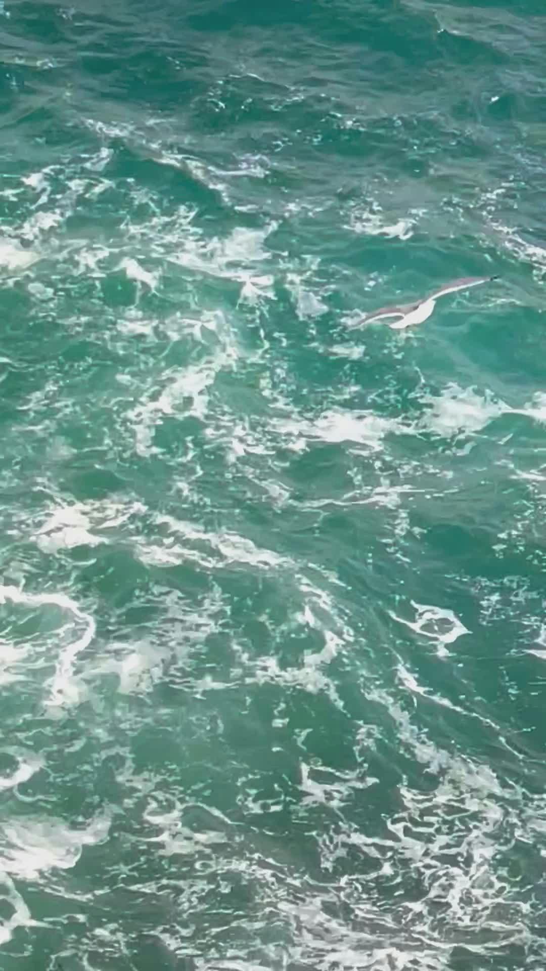 Pexels Video 35546521