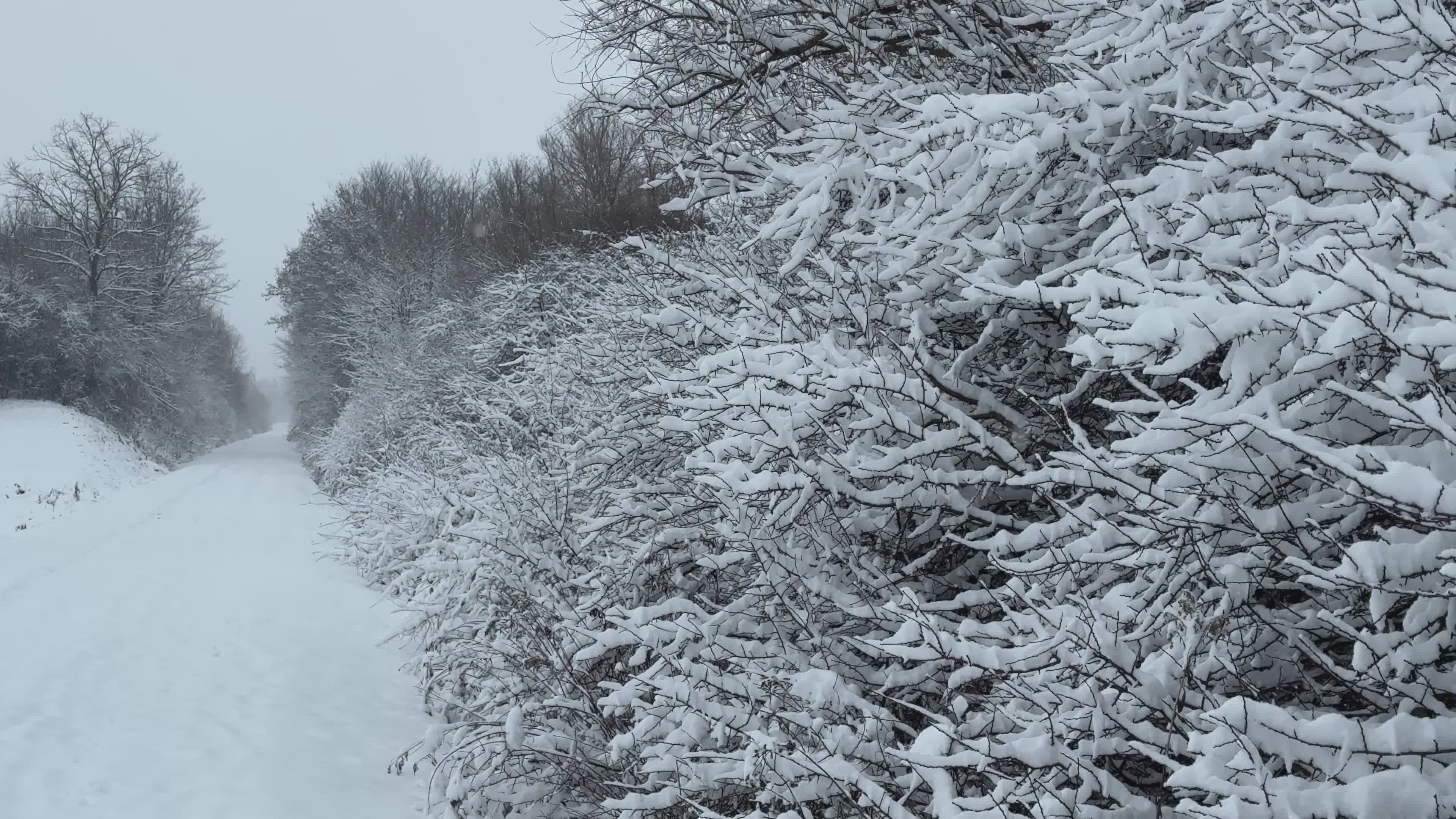 Scenic Winter Wonderland with Snow-Covered Trees Free Stock Video ...