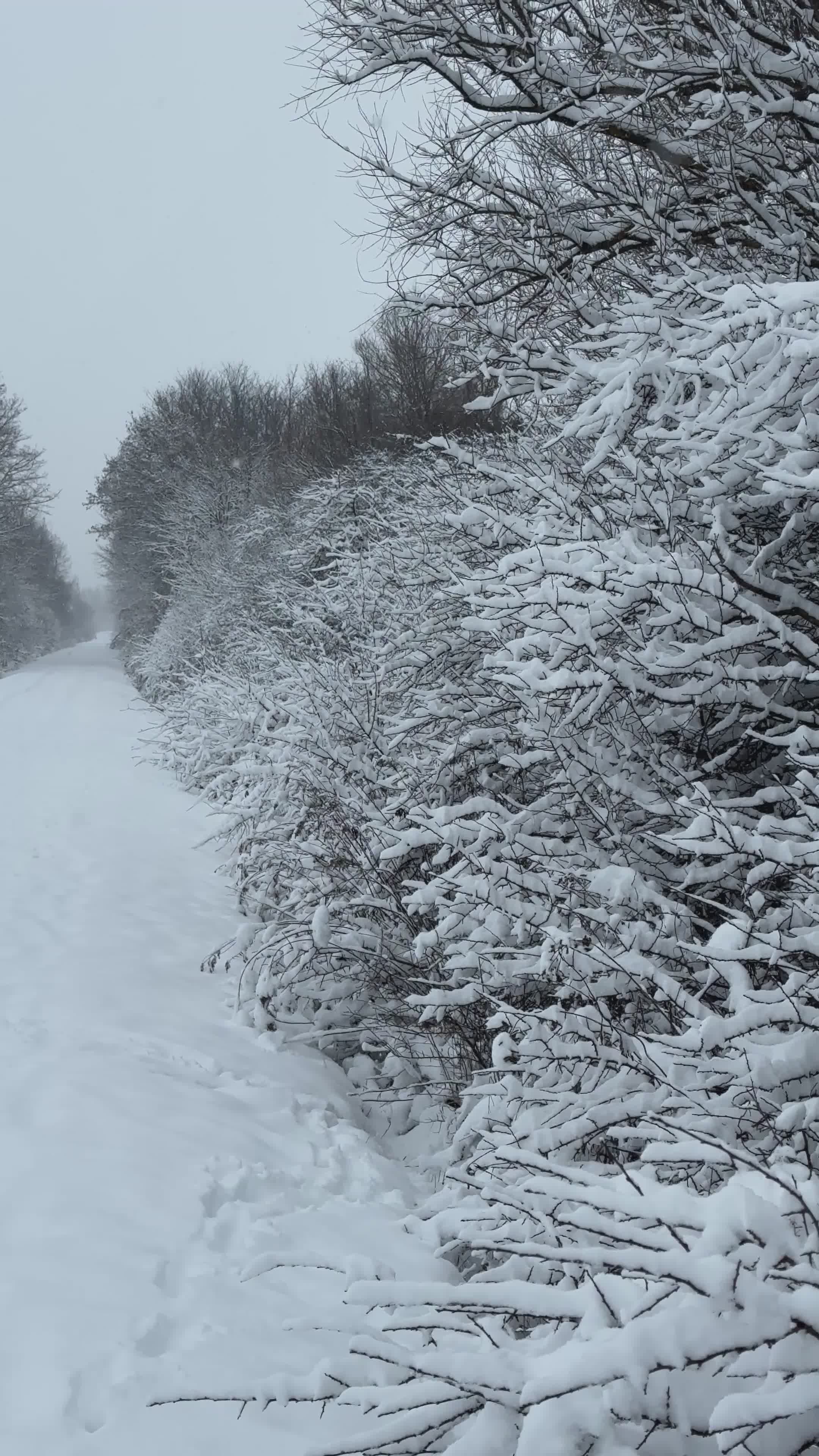 Serene Snowy Path in Winter Wonderland Free Stock Video Footage ...