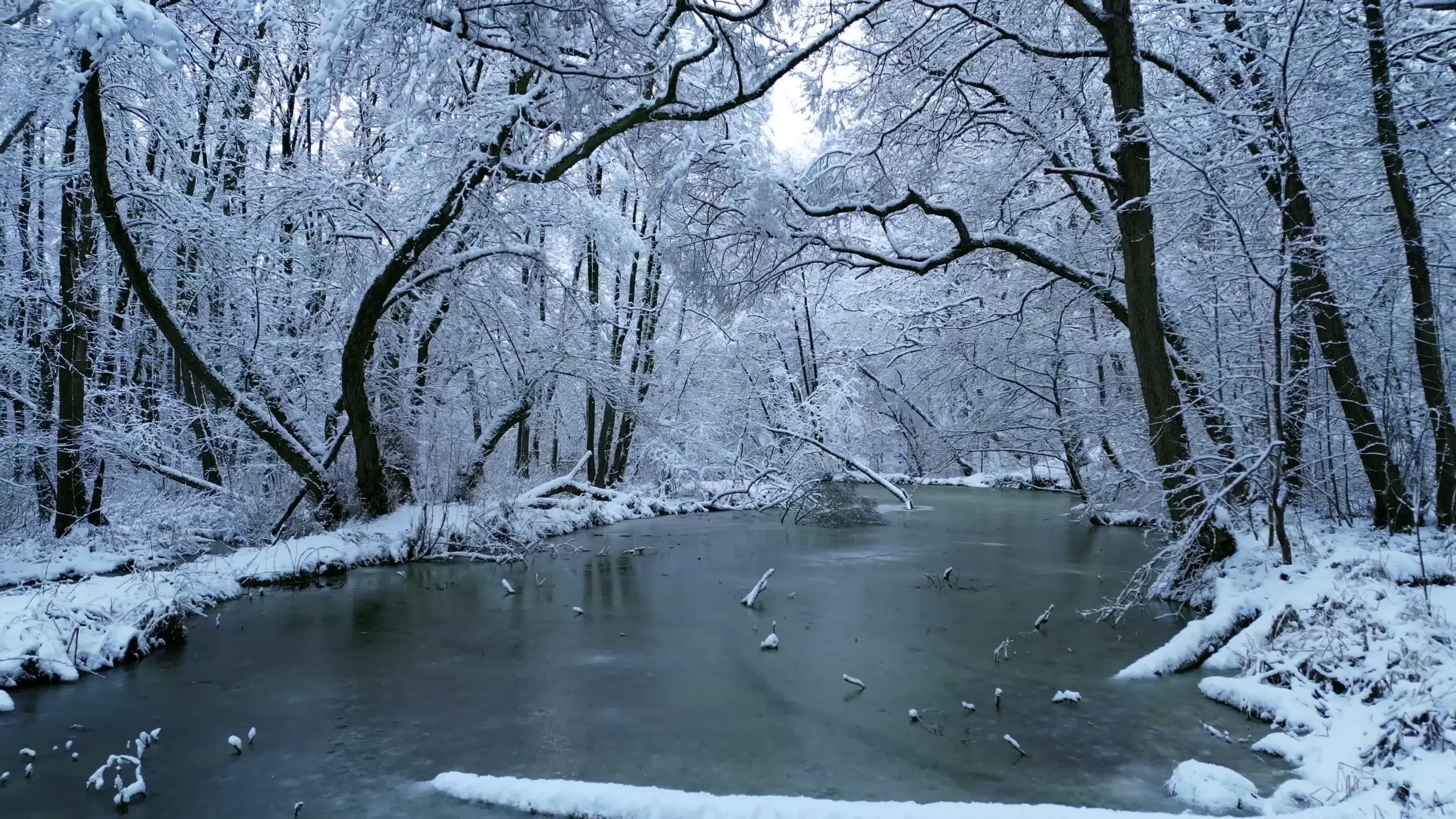 enchanting frozen forest with snowy trees 35548231