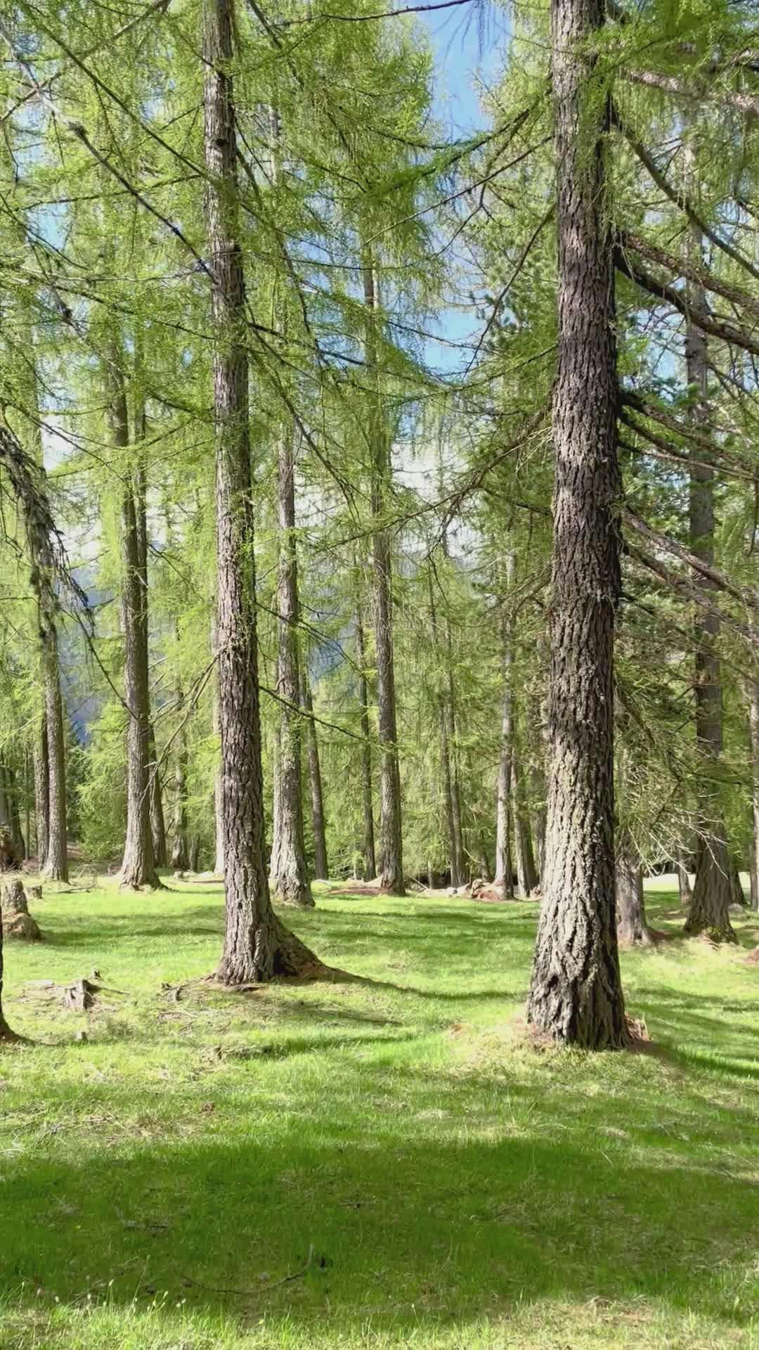 Video by Mauro Morandini