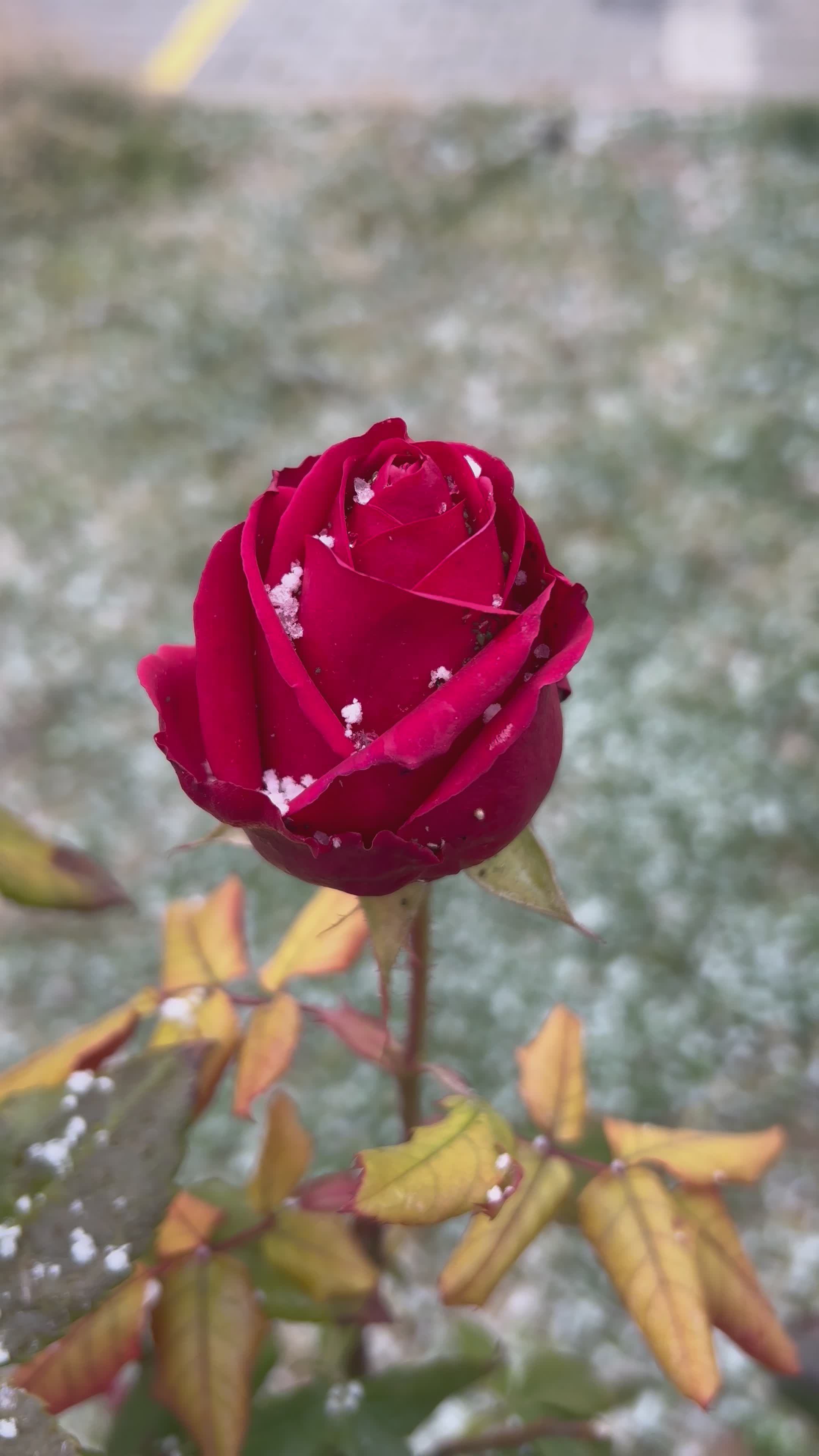Close-up of Red Rose in Light Snowfall Free Stock Video Footage ...