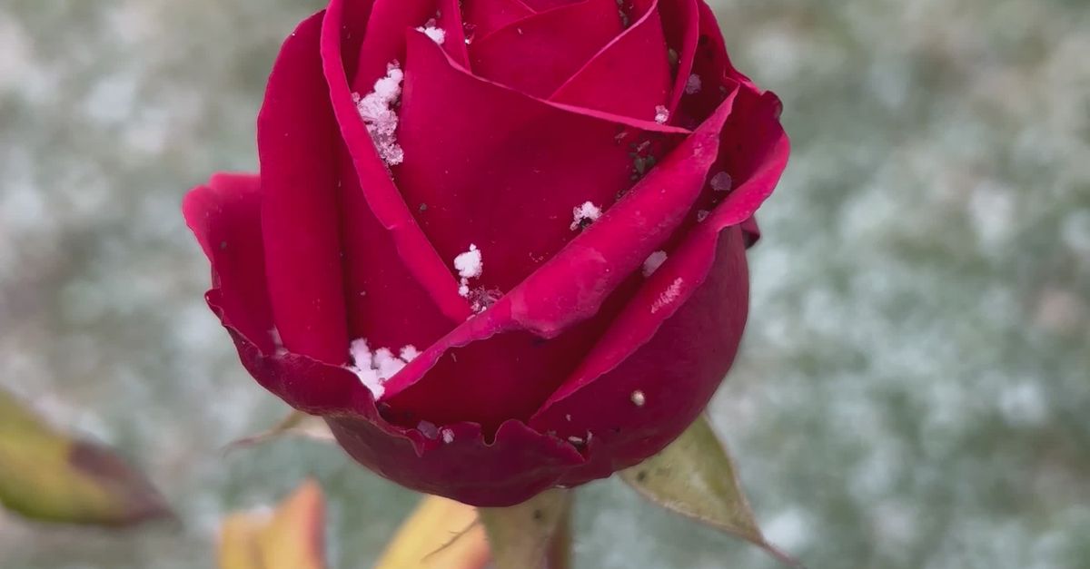 Snow Fall Red Close-up of Red Rose in Light Snowfall Free Stock Video Footage ...