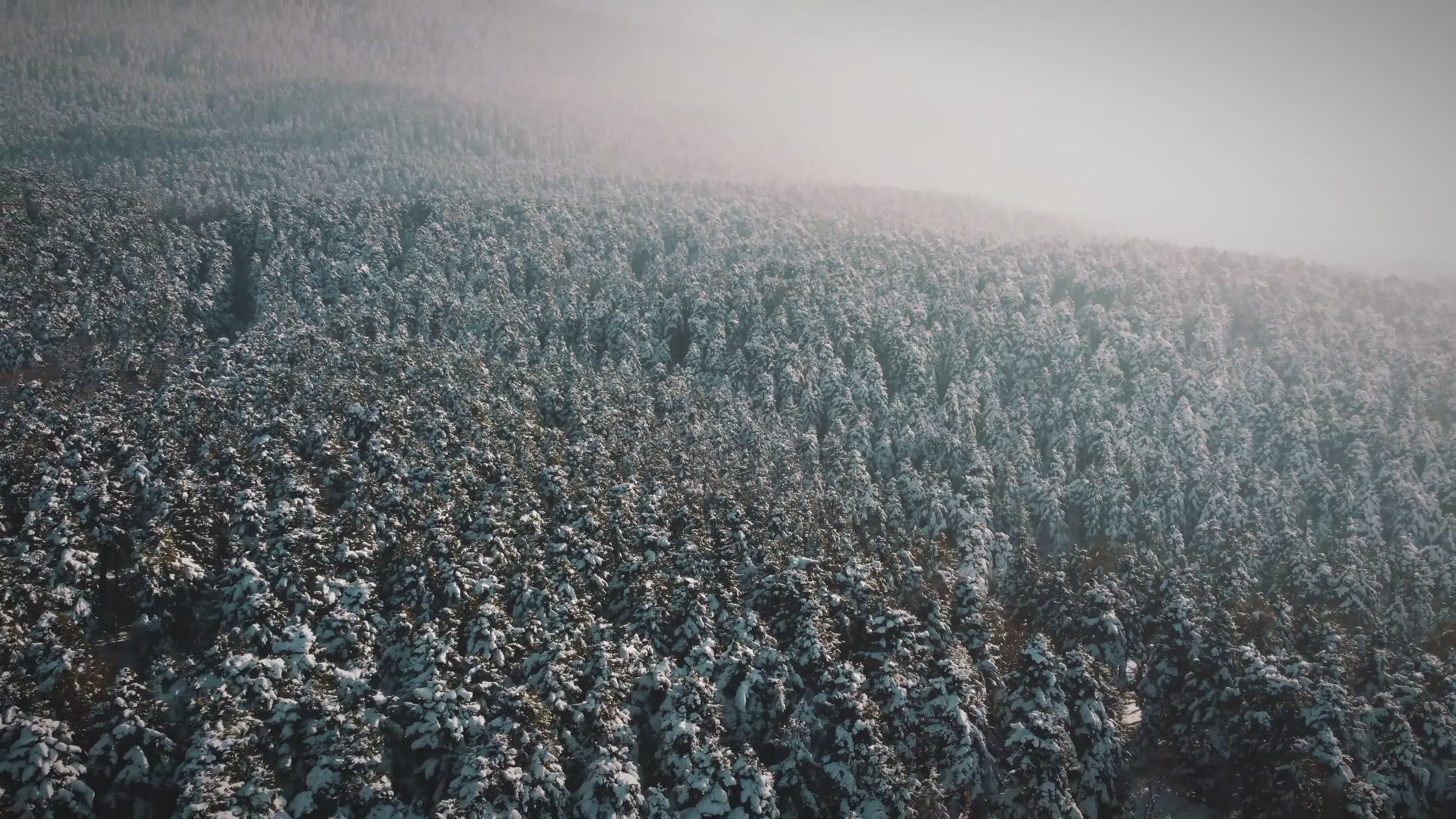 Aerial View of Snowy Winter Forest Landscape Free Stock Video Footage ...