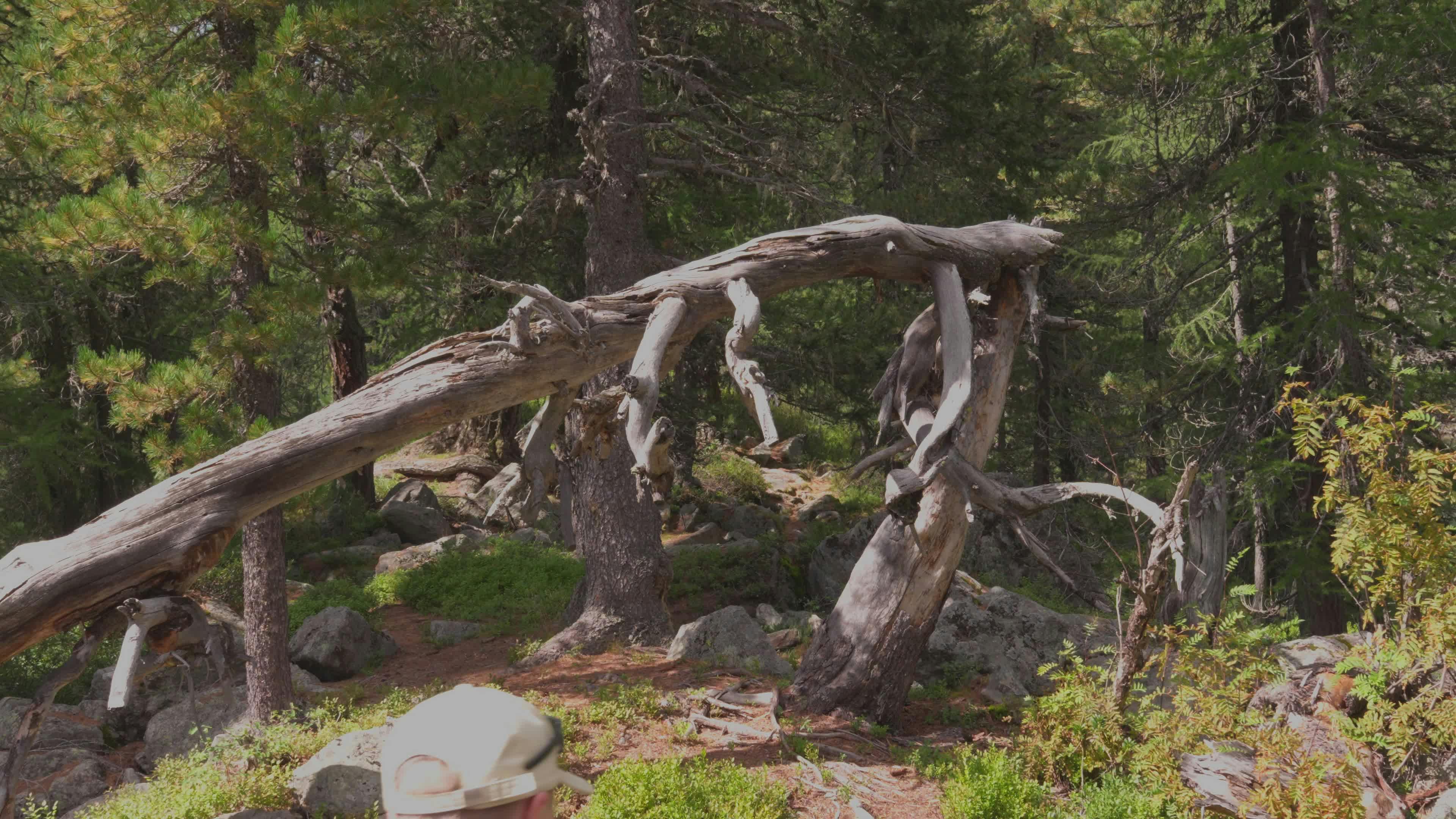 Video by Oskar Gross