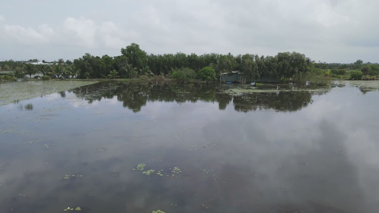 Serene Aerial View of Lush Green Wetlands Free Stock Video Footage ...