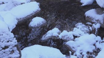 雪蛤视频素材视频素材