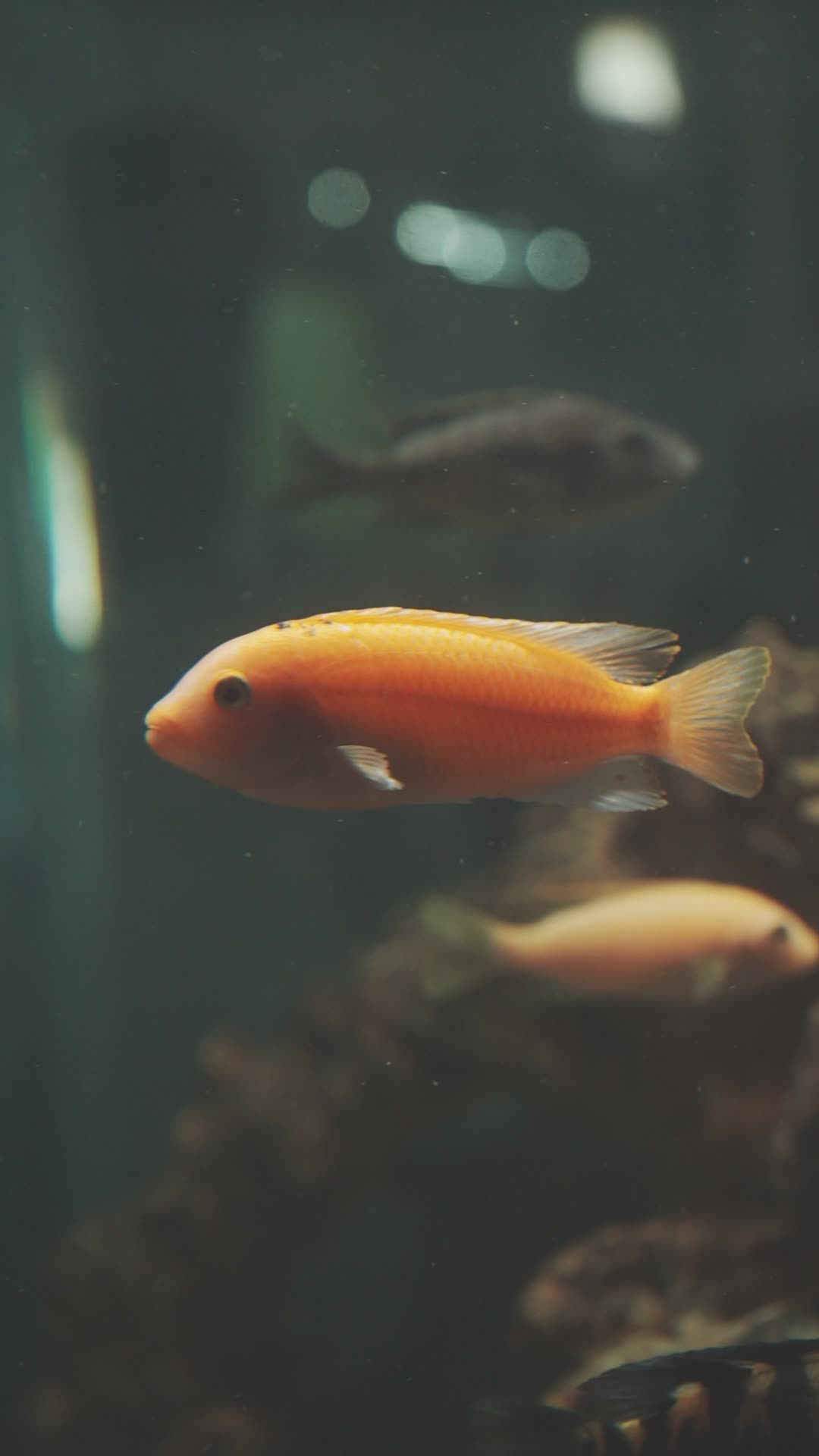 so peaceful
🎥 Ravi Kant · Pexels
#ocean #underwater #marinelife #nature #relax