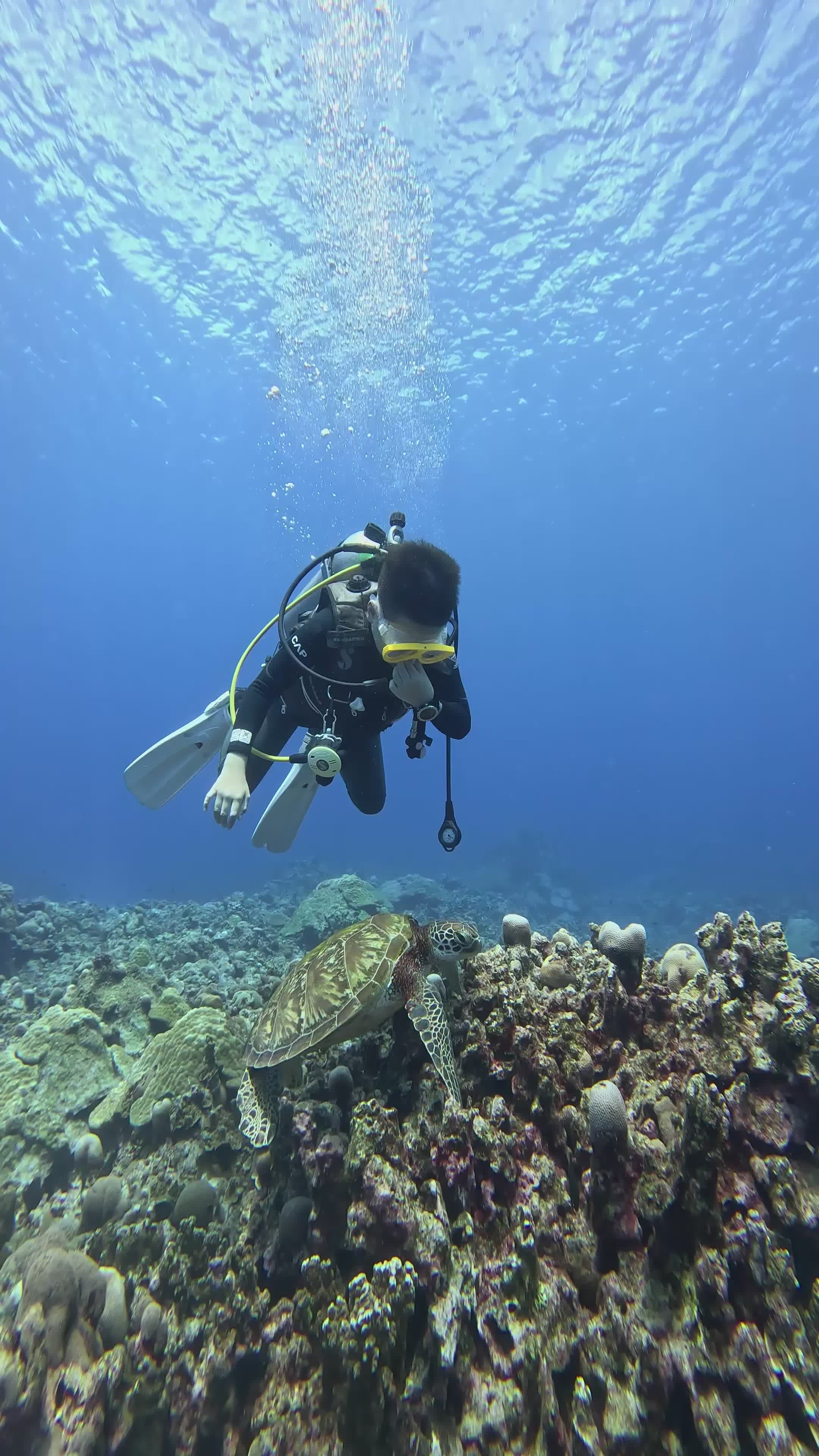 Scuba Diver Exploring Vibrant Coral Reef Free Stock Video Footage ...