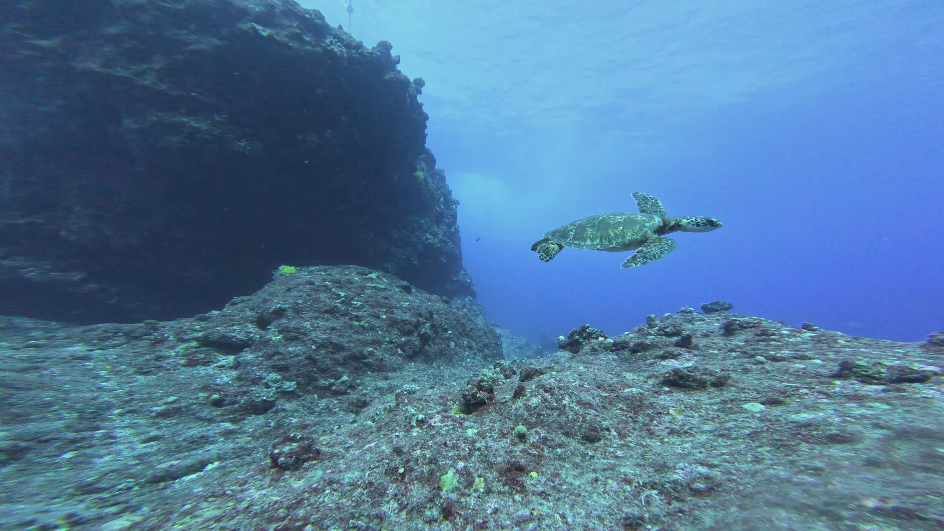majestic sea turtle gliding underwater 35569887 — free pexels stock footage