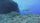 marine life