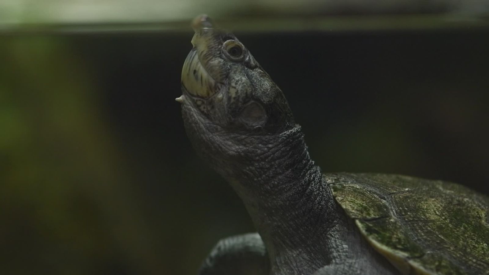 Turtle Loading Freshwater Turtle Swimming Peacefully in Aquarium Free Stock Video ...