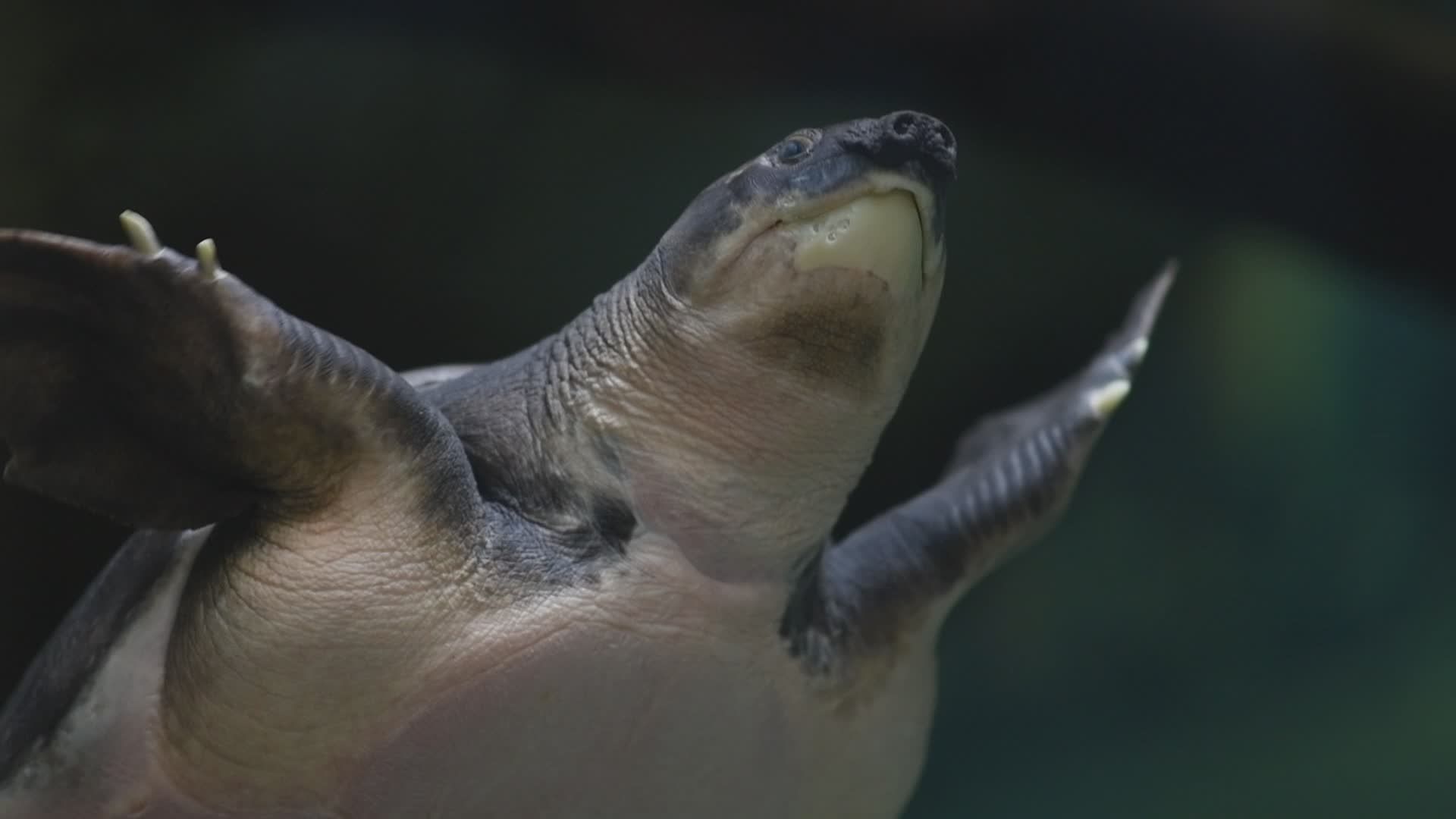 Freshwater Turtle Swimming Peacefully in Aquarium Free Stock Video ...