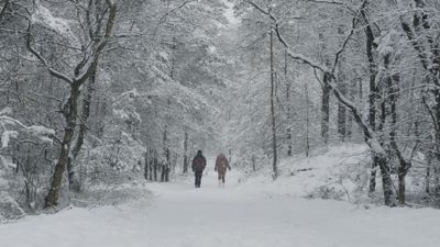 Winter Walk through Snowy Forest Path Free Stock Video Footage, Royalty ...