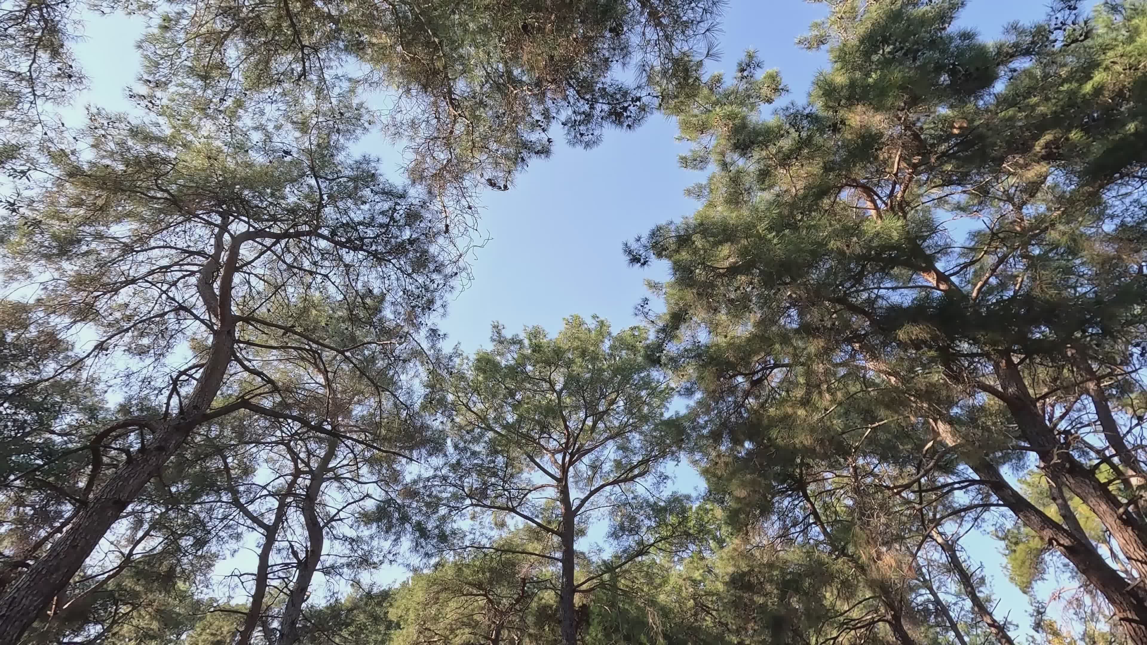 Video by Engin Akyurt