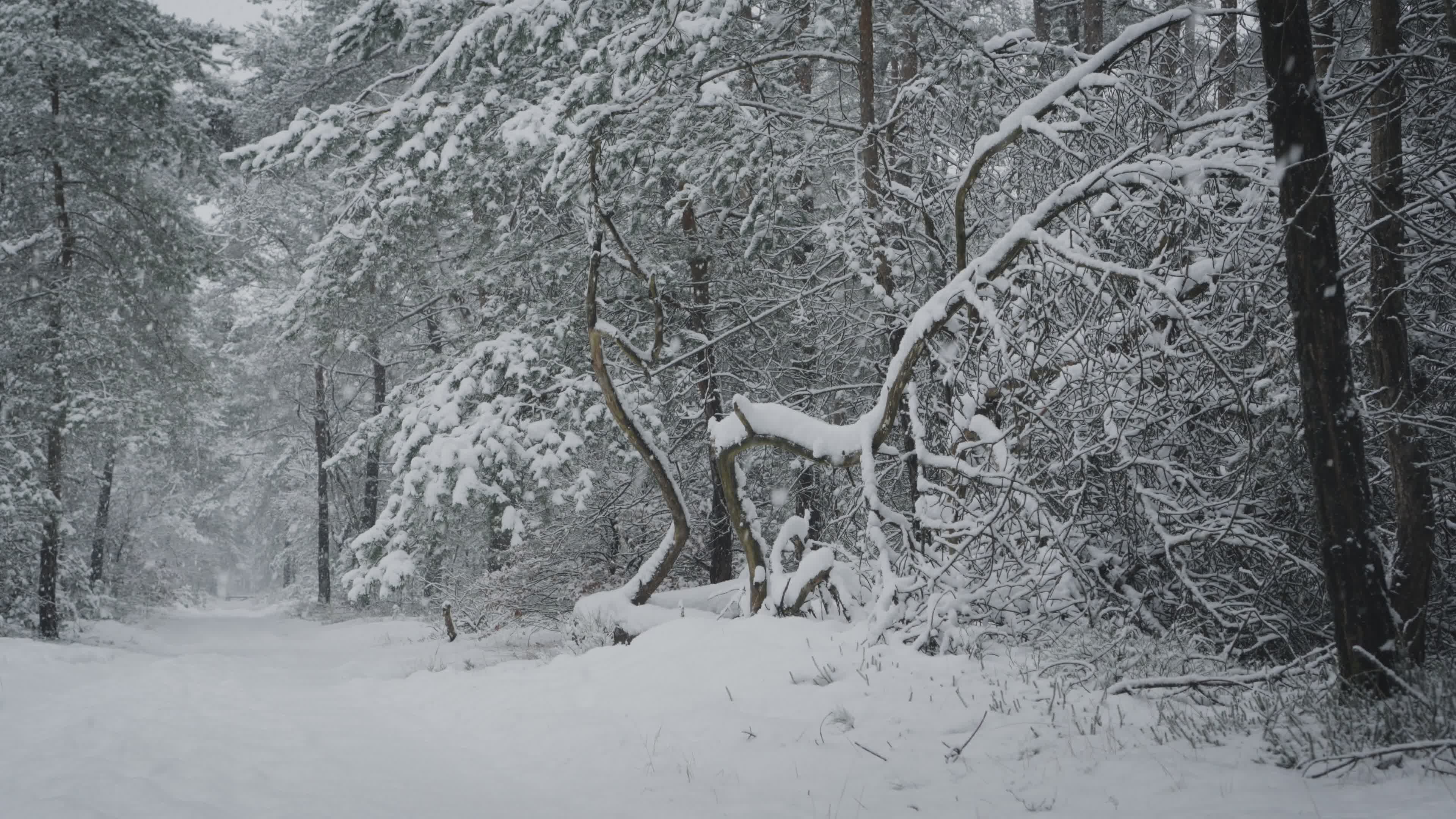 Serene Snow-Covered Forest Path in Winter Free Stock Video Footage ...
