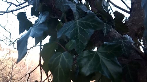 Green Leaves Of A Tree On A Windy Day