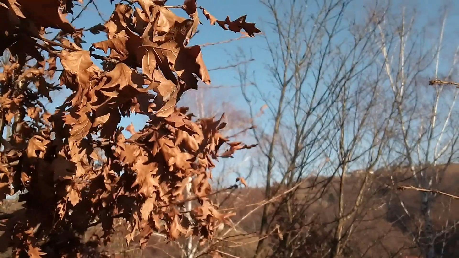 Drying Leaves Of Plants And Trees Due To Weather And Change In Season