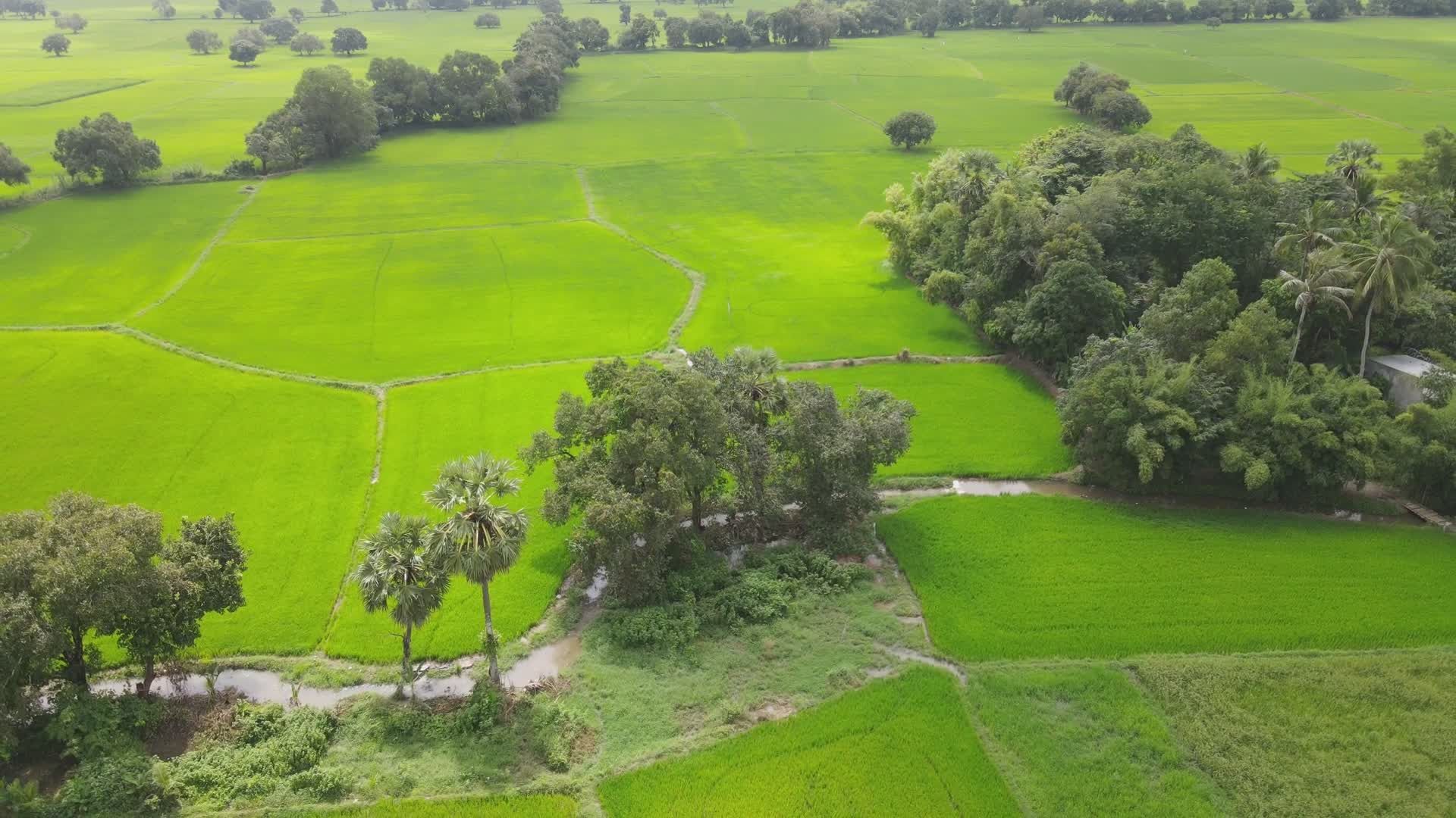 Aerial View of Lush Green Paddy Fields Free Stock Video Footage ...