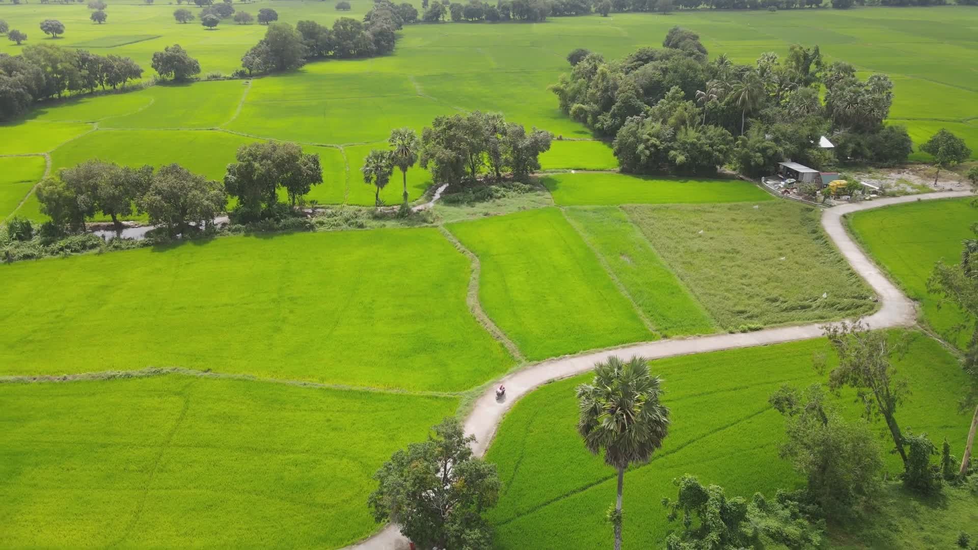 Aerial View of Lush Green Rice Fields Free Stock Video Footage, Royalty ...