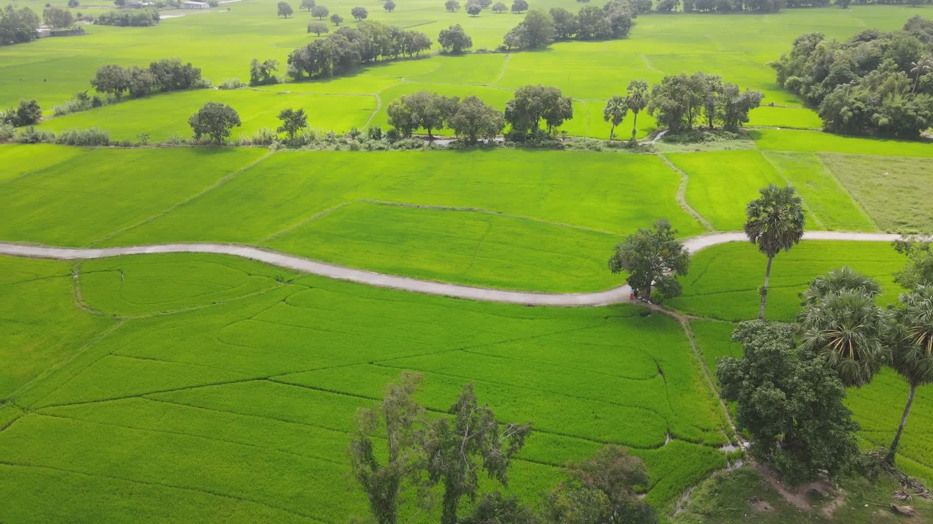 Aerial View of Lush Green Rice Fields in Summer Free Stock Video ...