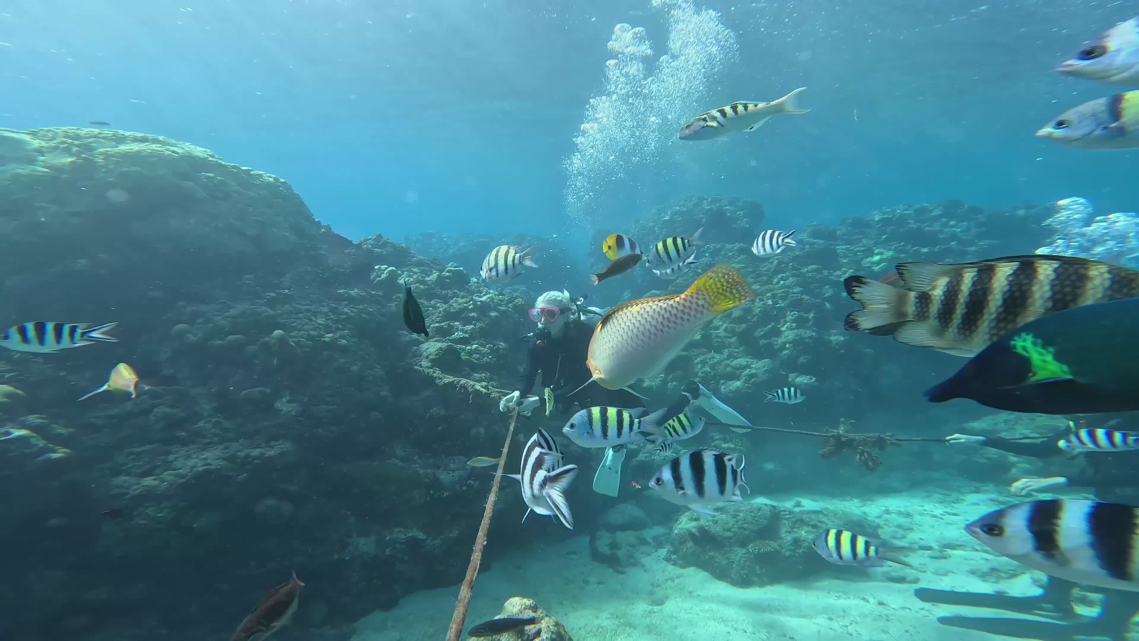 Scuba Diver Exploring Vibrant Coral Reef Free Stock Video Footage ...