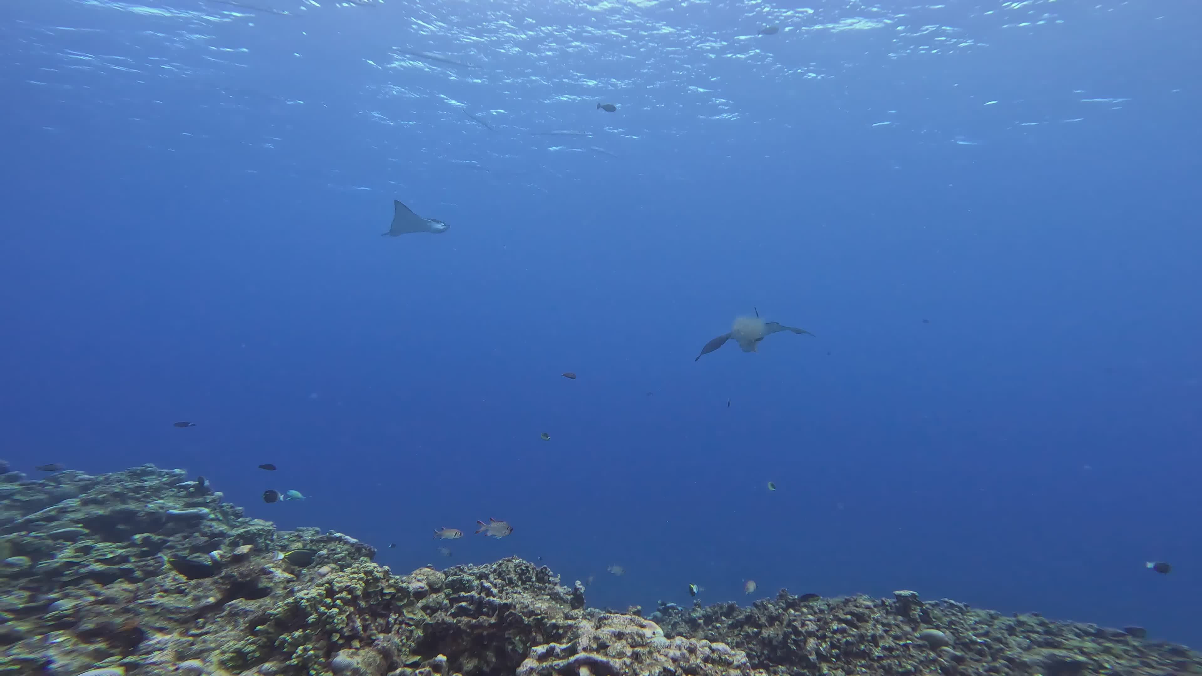 Serene Underwater Exploration with Turtles Free Stock Video Footage ...