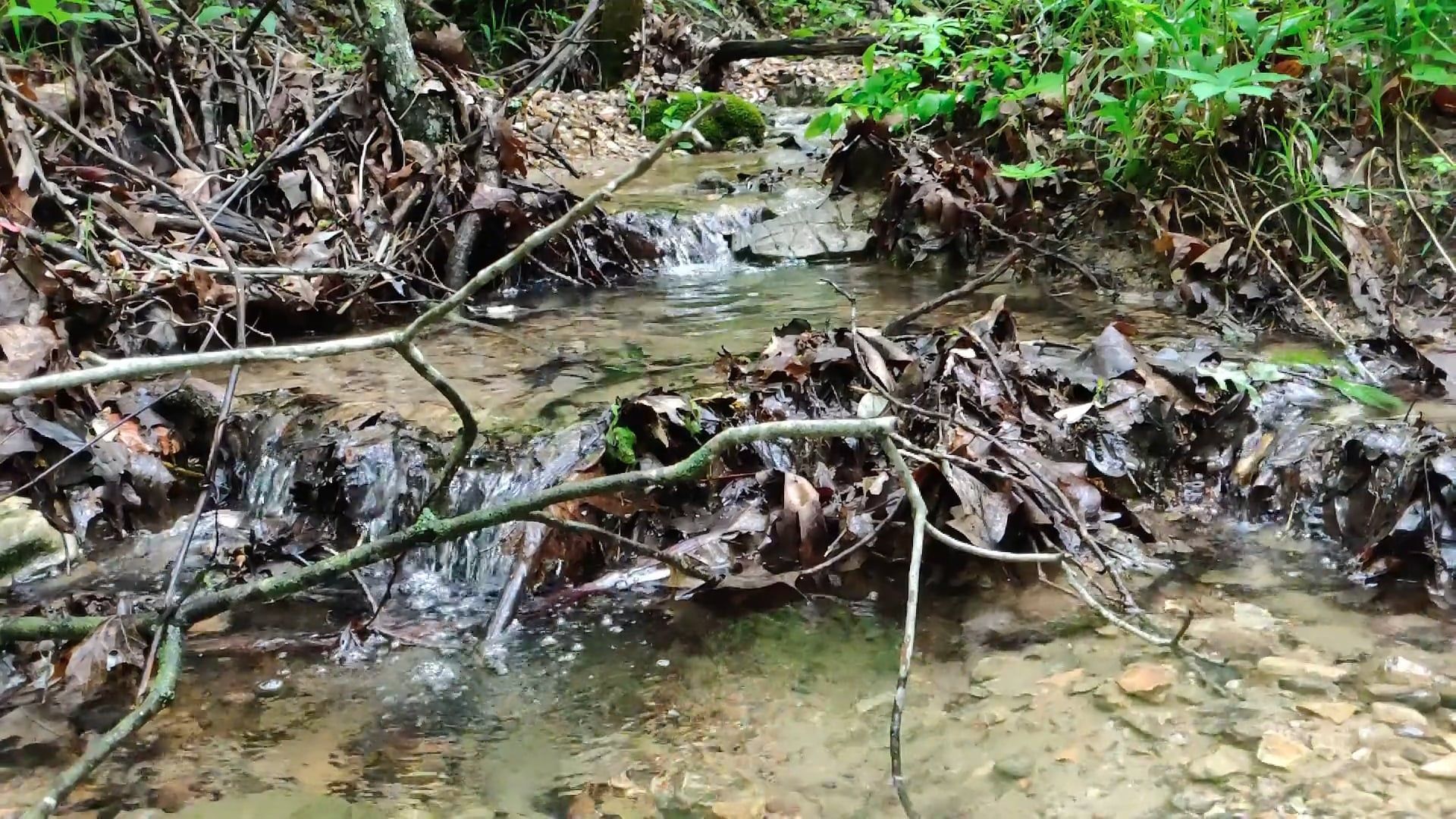 Video by Jeremy Waterhouse