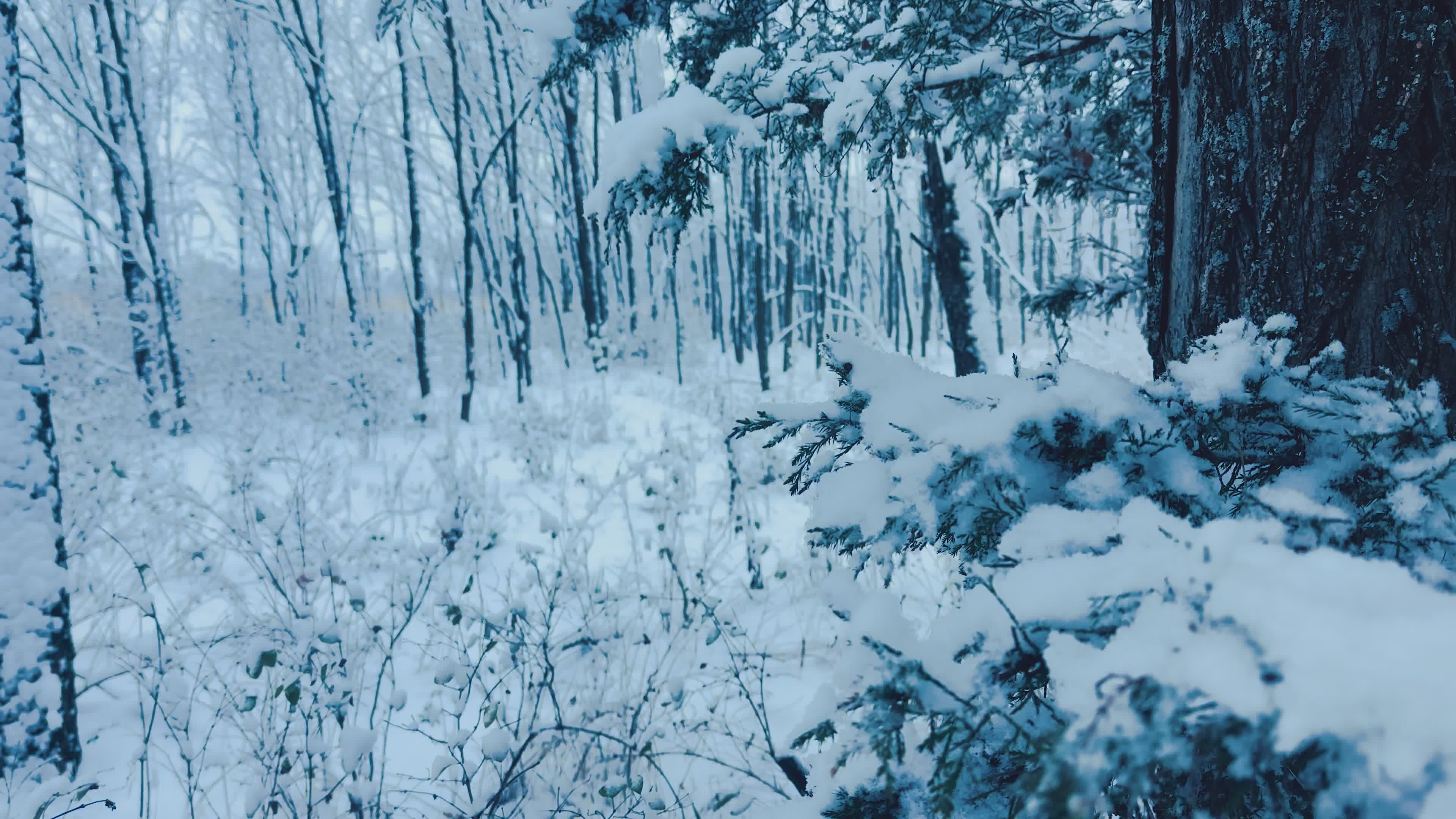 Winter Walk in Serene Snowy Forest Free Stock Video Footage, Royalty ...