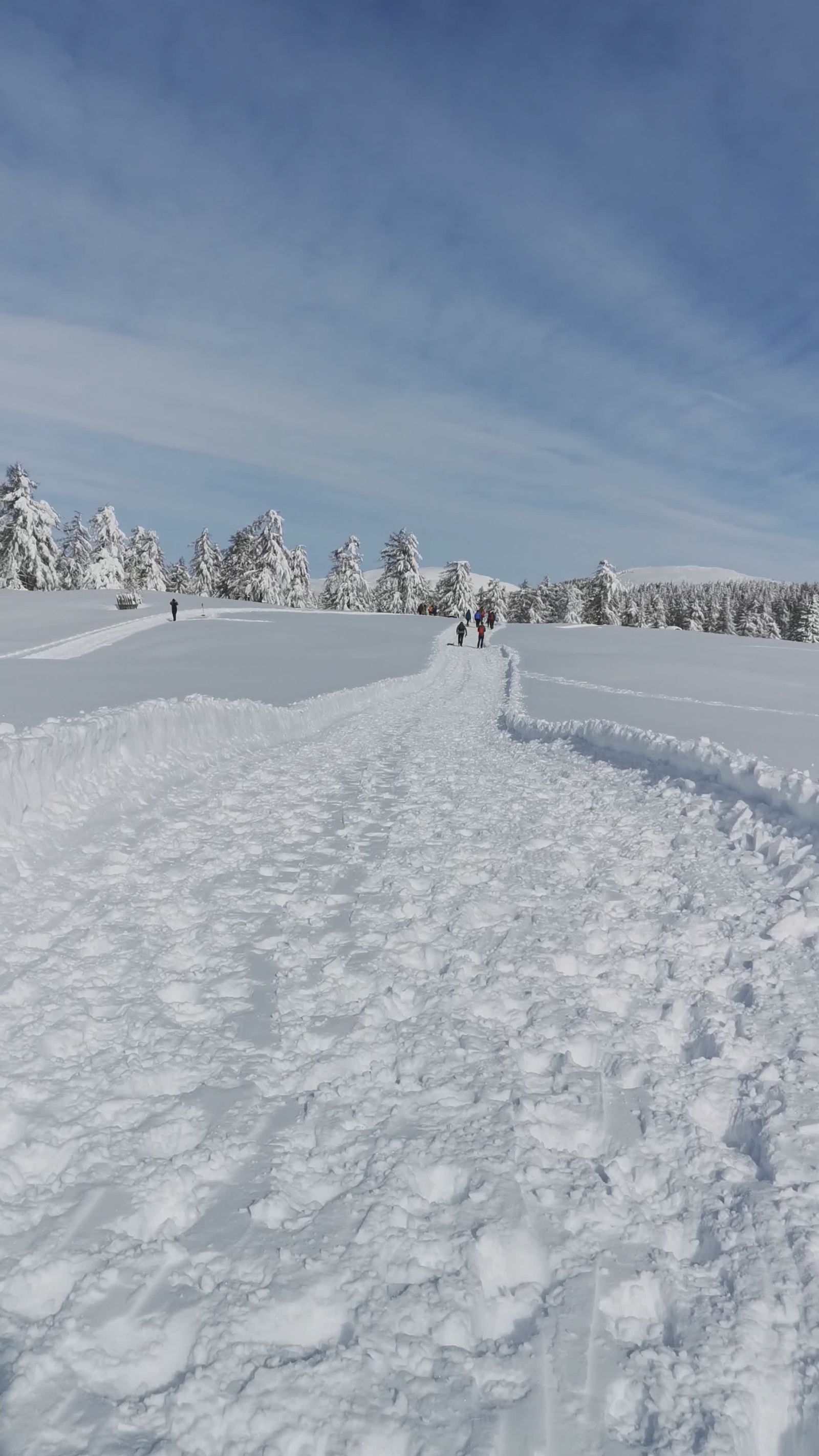 Serene Winter Snowy Forest Pathway Free Stock Video Footage, Royalty ...