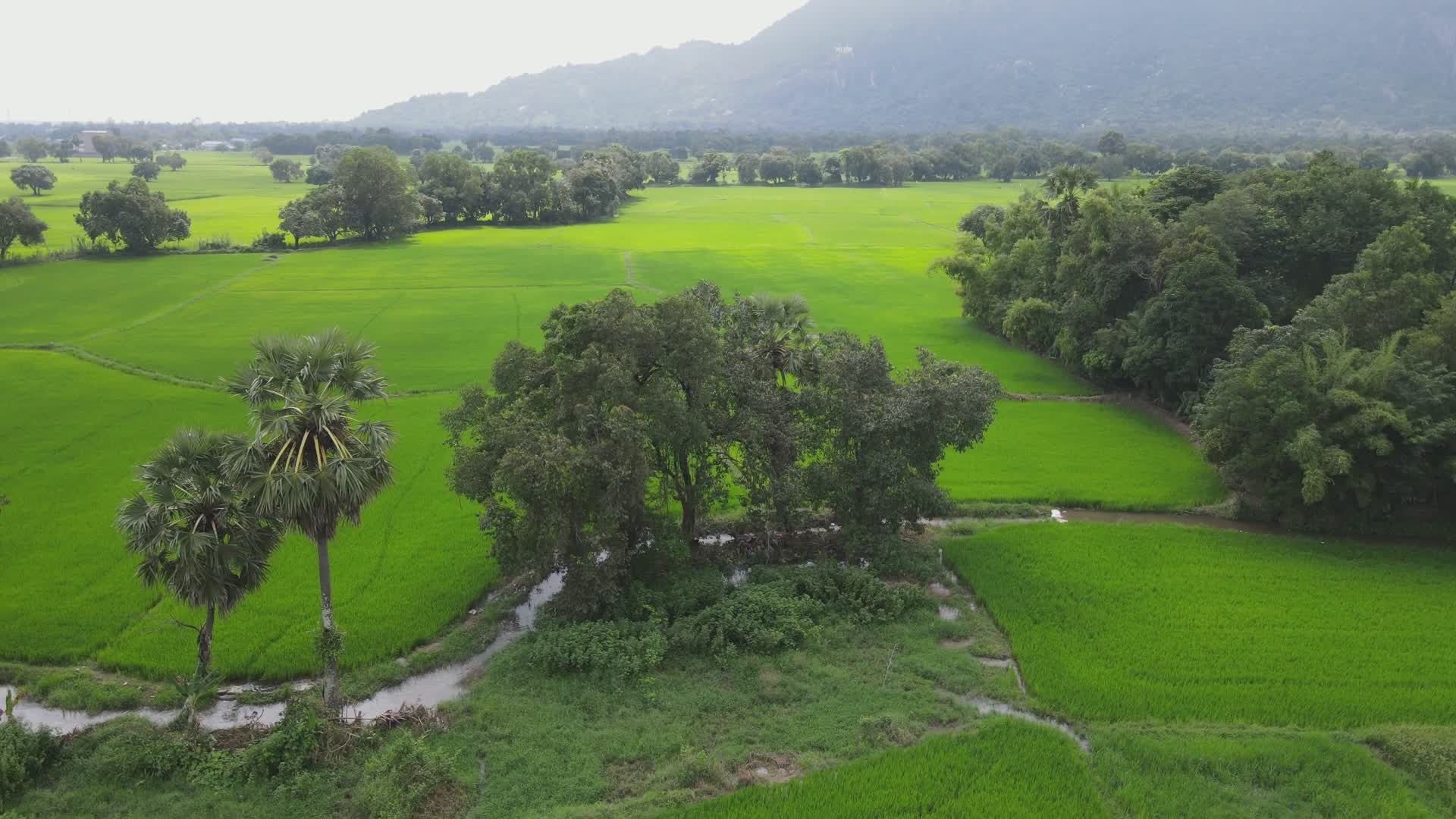 Aerial View of Lush Green Rice Fields at Daytime Free Stock Video ...