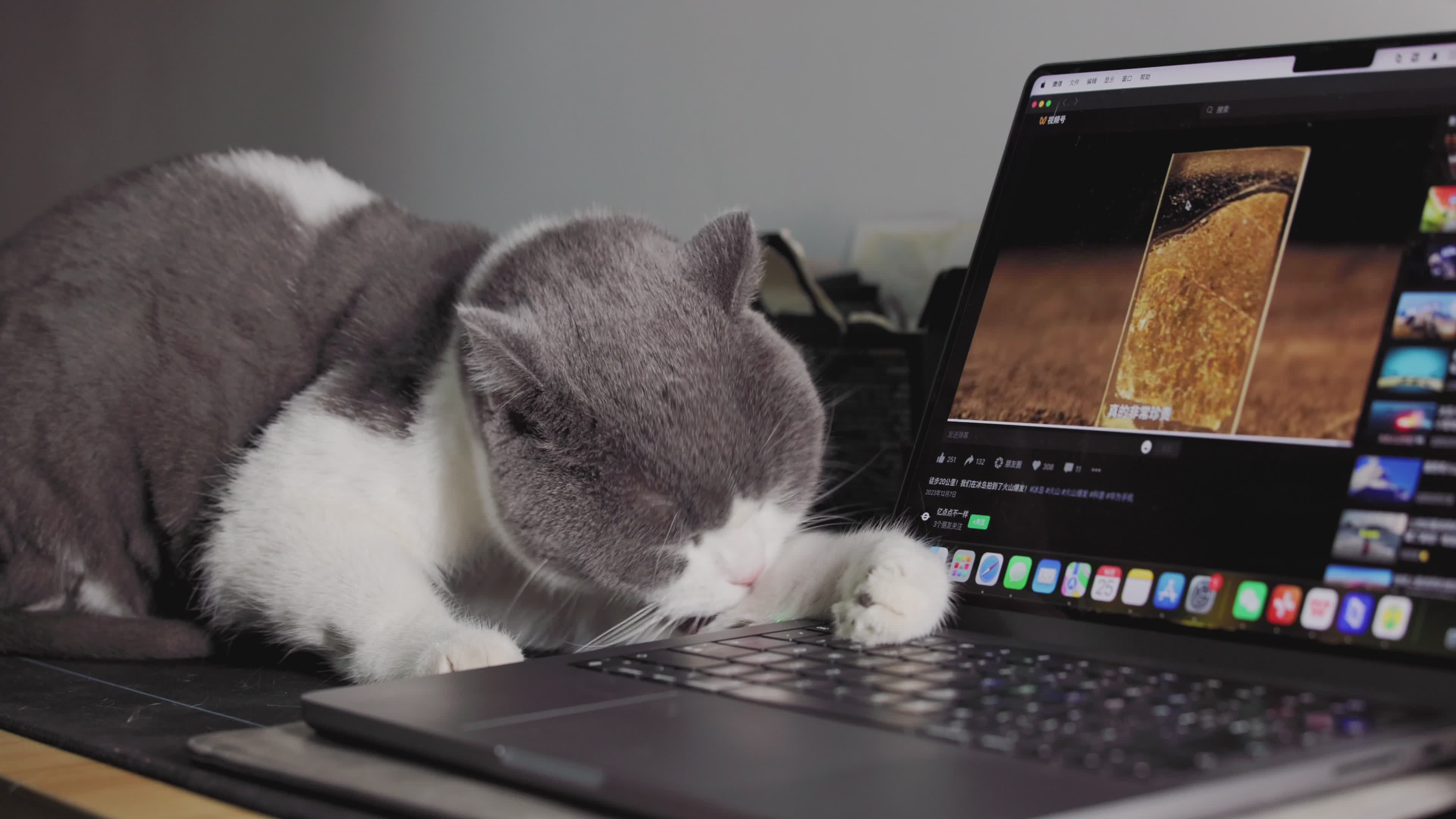 Cute Cat Sleeping on Keyboard with Laptop Screen Free Stock Video ...