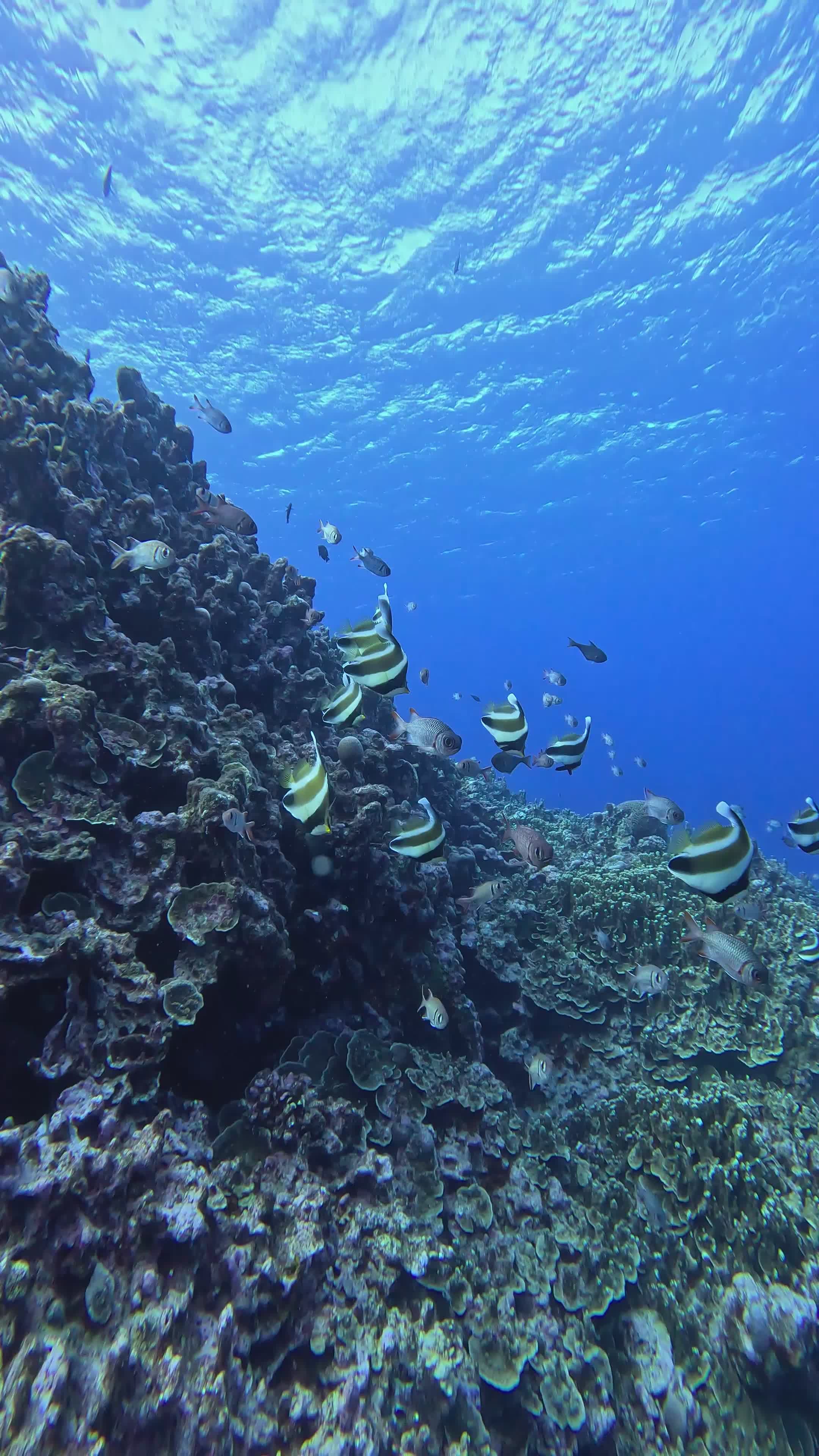 nature's screensaver
🎥 JUN HO LEE · Pexels
#ocean #underwater #marinelife #nature #relax