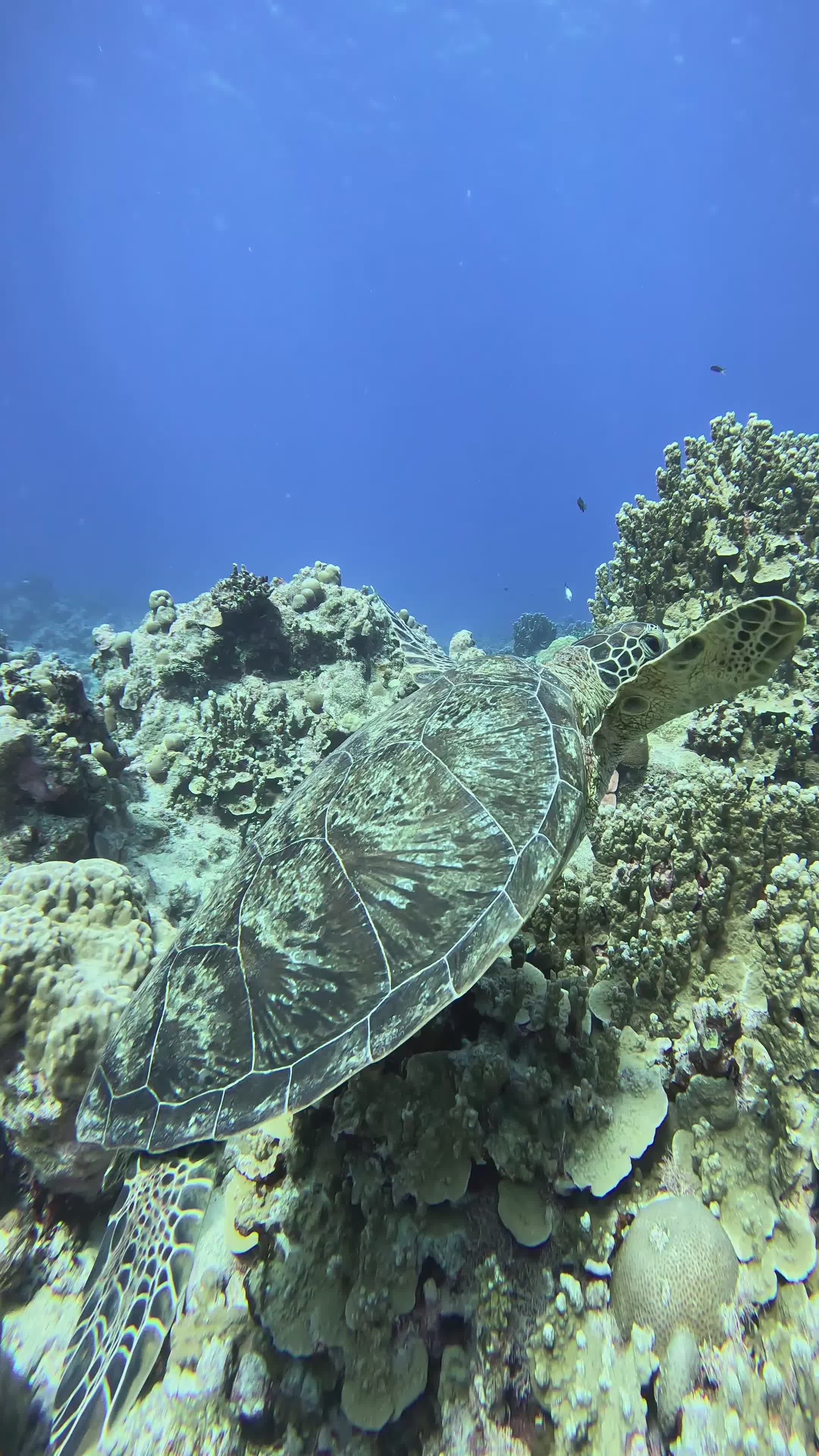 nature's screensaver
🎥 JUN HO LEE · Pexels
#ocean #underwater #marinelife #nature #relax