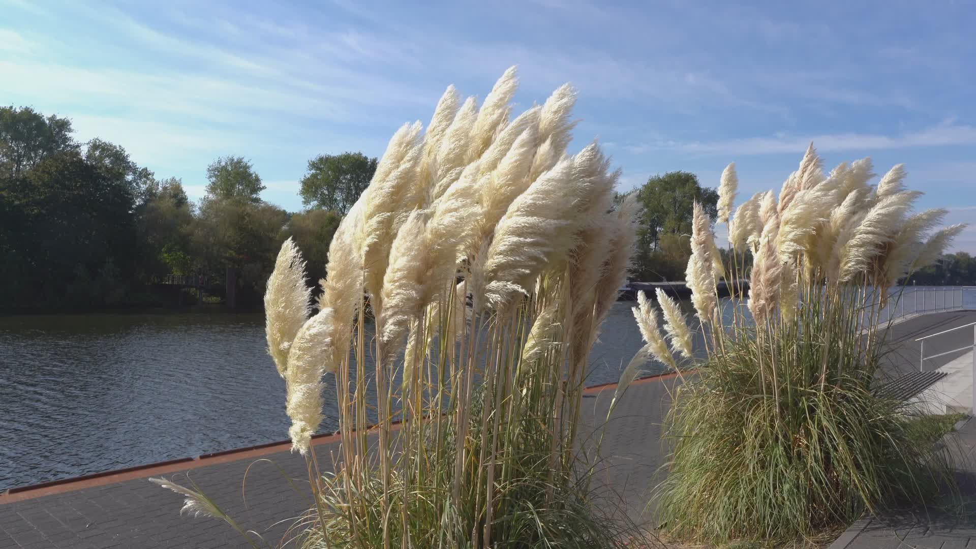 Serene Pampas Grass by Riverside Walkway Free Stock Video Footage ...