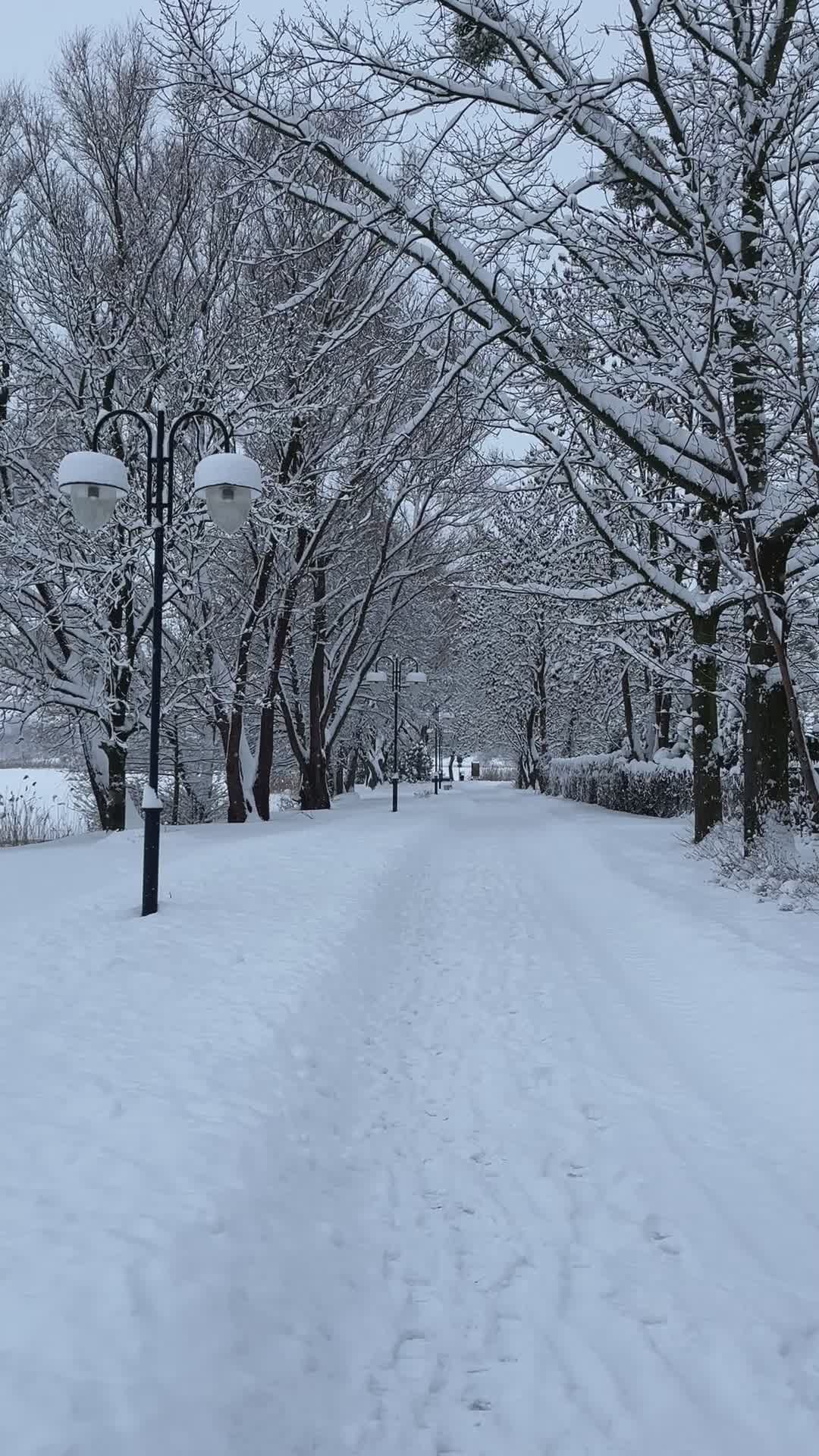 Snowy Winter Park Path with Bare Trees Free Stock Video Footage ...