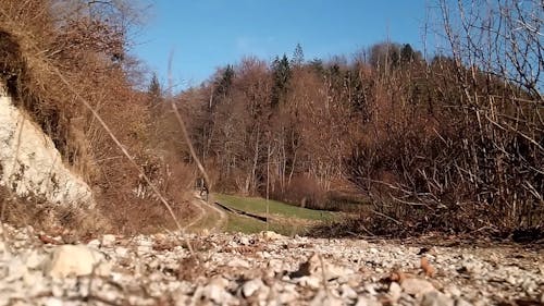 A Woman Strolling With Her Dog In The Forest Hill