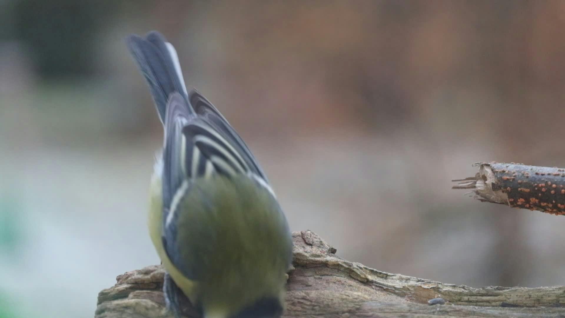 Video by Roman Biernacki