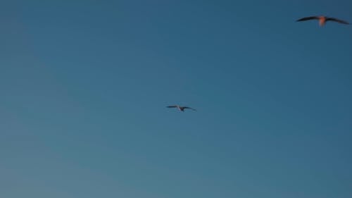 海鸥在海上空中飞行