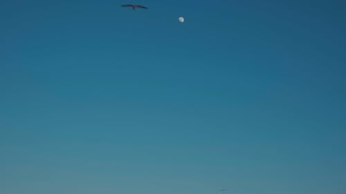 Schwärme Von Seevögeln, Die In Der Luft Unter Dem Blauen Himmel Fliegen