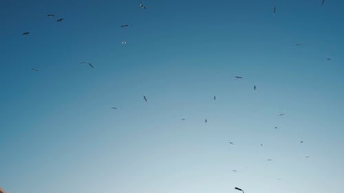 Flocks Of Birds Flying Above The Sky