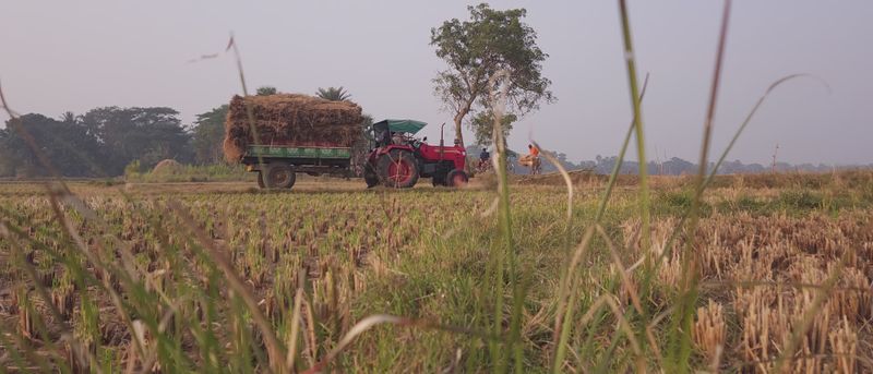 Cinematic Indian Farmer Working in Rice Field Free Stock Video Footage ...