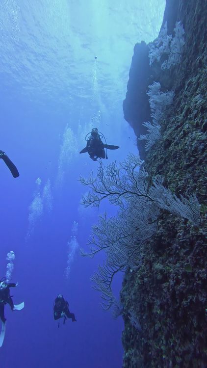 Majestic Underwater Scuba Diving Adventure Free Stock Video Footage ...