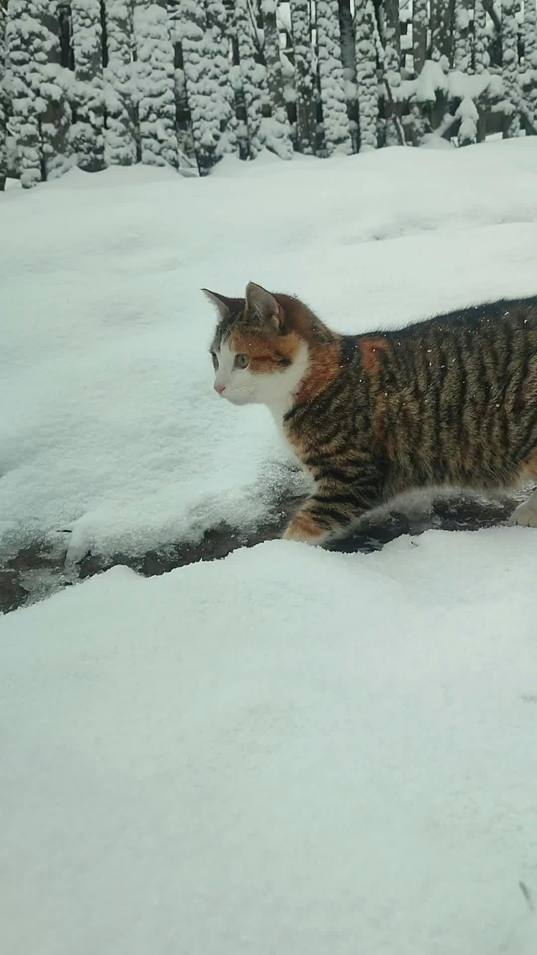 Video by Gizem Gökce