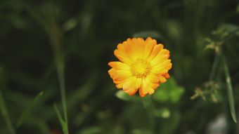 花免费下载免费下载免费下载视频素材