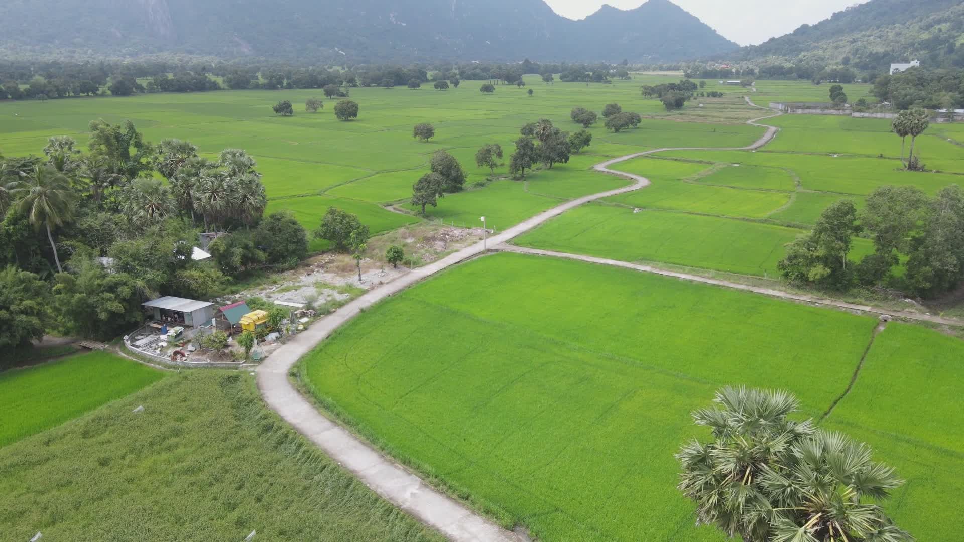 Scenic Aerial View of Lush Green Rice Fields Free Stock Video Footage ...